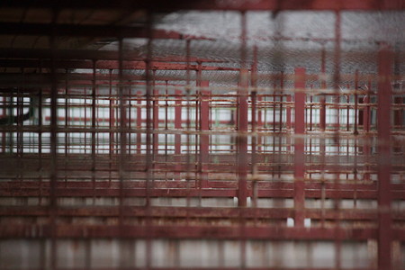 The dog in cage. Asking to walk, calling the owner. Protection of animals.の写真素材