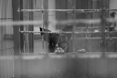 The dog in the cage. Asking to walk, calling the owner. Protection of animals. Monohromの写真素材
