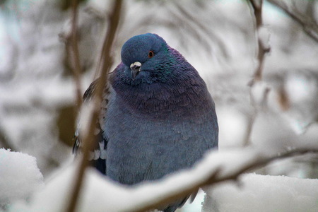 a blue dove on snow-covered branch in winter. she turned her head and looked at the camera. Posing for the camera.の写真素材