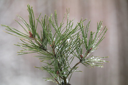 winter forest with snow on the branches. frosty air in the Park among the trees. cozy walks in...