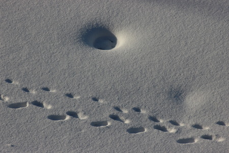 two human steps in the snow on a Sunny day, frosty walk on the freshly fallen snow. Shine of snow in sun on a frosty dayの写真素材