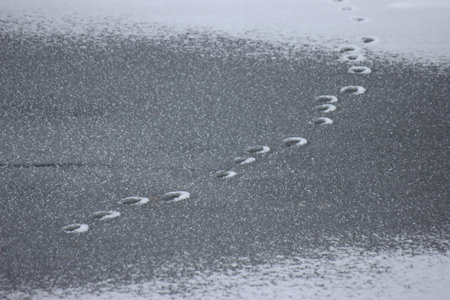 traces of ducks in snow. ducks in the winter in search of food at the frozen lake. protection of nature, protection of animals and birds. backgroundの写真素材