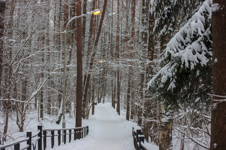 lights illuminate the road in winter forest. yellow warm light in the winter cold warms. creating warmth and comfort. romantic setting for lovers, family walks in the forest Park. path among trees and bushesの写真素材