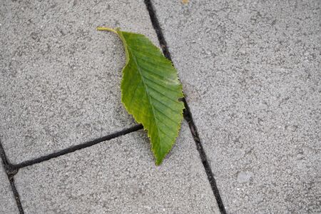 a green leaf with yellow edges lies on paving slabs, leaves fall from the trees in the autumn on the road under the feet of people. single leafの写真素材
