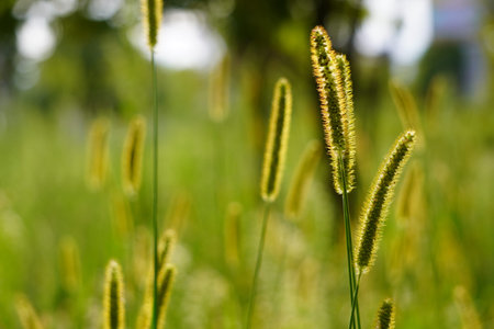 High yellow grass on summer green meadow filled with soft sunset light with transparent flowers on...