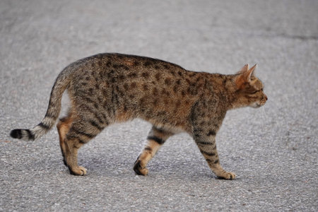 grey house cat crosses asphalt road in city, Pets on street, abandoned animals, cats, animals in the...
