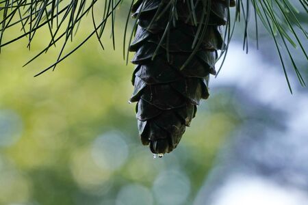 blur, a pine cone close - up with drop of water on a blurred background.の写真素材