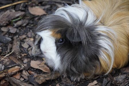 fluffy free-range Guinea pig with tree bark. pet walking on street.のeditorial素材