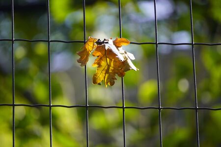 autumn oak yellow withered leaf hanging on fence. the change of pore years, shedding leavesの写真素材