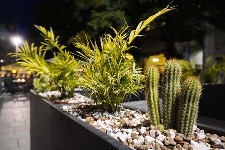 plants in the flower garden on the street, cacti grow in pebbles for decoration. flower screensaver, background, copy spaceの写真素材