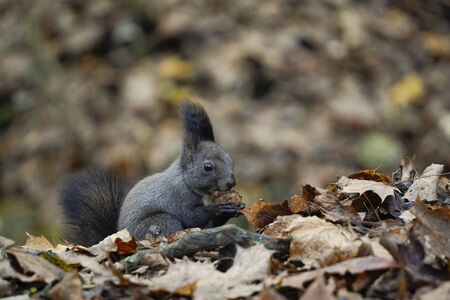 dark gray or black squirrel holds nut or grain in its paws,process of eating, lunch time, against the background of fallen autumn leaves. wild animals in city parks, help animals in winter, feed.の写真素材