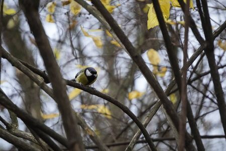 titmice on a branch in autumn, a tree with bare branches or bright yellow leaves. little bird sitting on a treeの写真素材