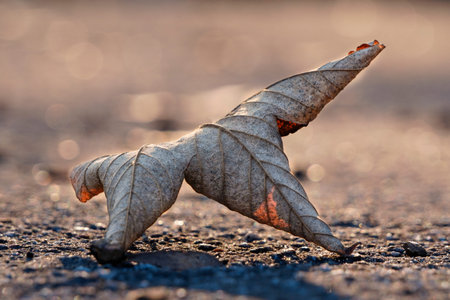 gray-brown single fallen leaf lying on the asphalt road in the sunlight, autumn background, screensaver. the changing of the seasons, leaves change colorsの写真素材