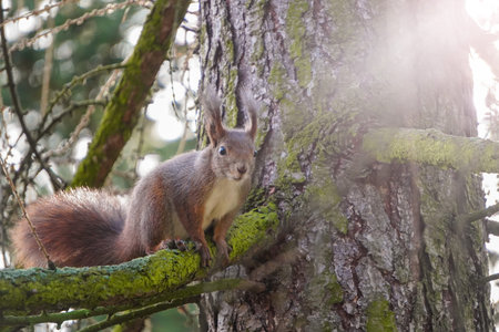 cute young red squirrel sits on a branch and looks carefully. Blurred forest in the background and...