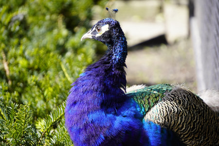 Beautiful portrait of peacock with blue iridescent feathers on a background of blurred green grass. Close up of peacock's head and neck and crest feathersの写真素材