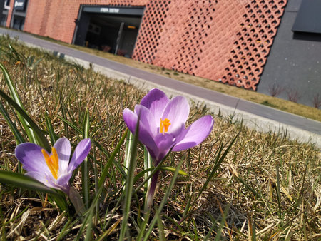 field of purple or violet bright spring crocuses among yellowed grass. Early flowers, Sunny and warm...