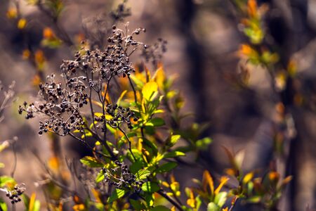 Thin dry branches of bushes in the light of the setting sun. Autumn nature.Sunlight at sunset through the branches, a orange tonesの写真素材
