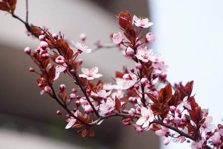 flowering tree with red or pink flowers in spring. flowers close-up, screensaver or background with...