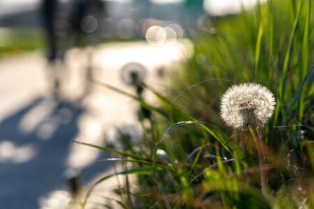 Bright spring dandelions blooming near roadside. Green grass, yellow and white wildflowers. Copy space. Beautiful Landscape. Texture background, wallpaper.の写真素材