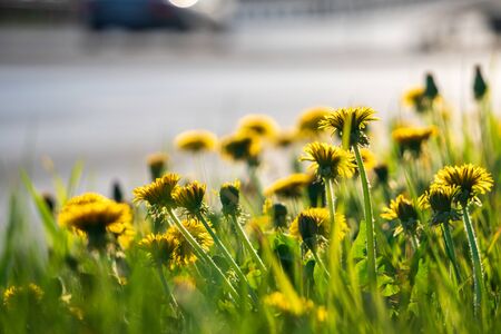 Selective focus. Bright spring dandelions blooming near roadside. Green grass, yellow and white wildflowers. Copy space. Beautiful Landscape. Texture background, wallpaper.の写真素材