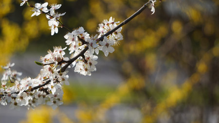 Flowering of fruit-bearing trees in spring. White Apple or cherry blossoms on blue sky. floral background of branches with flowers. flowering plant in family Rosaceae, subgenus Cerasus. copy spaceの写真素材