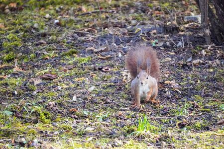 A red fluffy squirrel stands on its hind legs on ground and looks around, looking for food. Sciurus, Tamiasciurus, Pine squirrels, Rodentの写真素材