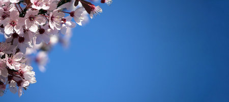 flowering tree with red or pink flowers in spring. flowers close-up, screensaver or background with the smell of spring. Beautiful cherry blossom sakuraの写真素材