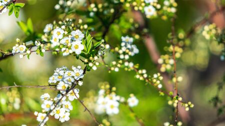 Flowering of fruit-bearing trees in spring. White Apple or cherry blossoms on blue sky. floral background of branches with flowers. flowering plant in family Rosaceae, subgenus Cerasus. copy spaceの写真素材