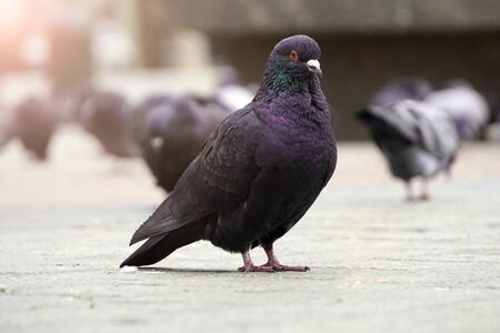 blue-gray pigeon close-up against the background of old red brick building stands on paving stone in Krakow, Poland. city birds on main square.Doves are walking on publicの写真素材