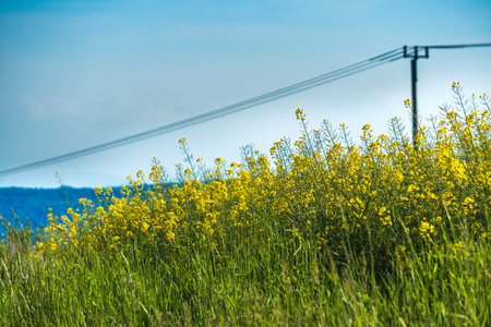 Flowering of the rapeseed field is yellow. Natural landscape background with a copy space. Blooming...