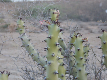 A PLANT OF CACTUS IN THAR DESERT JAISALMER RAJASTHAN INDIAのeditorial素材