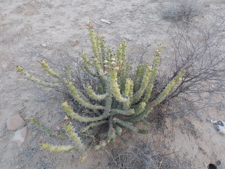 A PLANT OF CACTUS IN THAR DESERT JAISALMER RAJASTHAN INDIAのeditorial素材