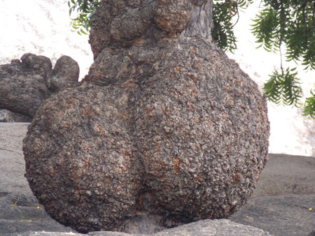 A BULGING TREE IN MAHABALIPURAM CHENNAI TAMILNADUのeditorial素材