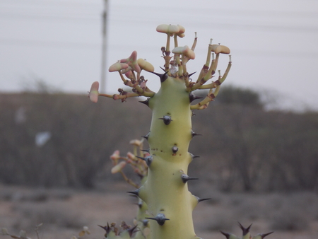 A BEAUTIFUL CACTUS FLOWER IN THAR DESERT JAISALMER RAJASTHAN INDIAのeditorial素材