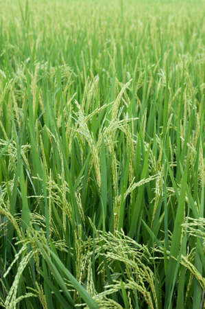 Paddy field in Kerala Lush green and golden yellow ripe paddy field on a hot sunny day in summer Palakkad, Kerala. Farming or cultivation in Kuttanad. Rice 
plant crop.の写真素材