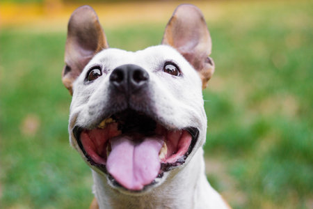 Portrait of cute terrier dog playingの写真素材