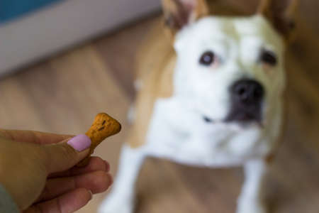 Close-up view of dog eating biscuit. Pet owner feeding his dog in the living room. Dog receiving a treatの写真素材