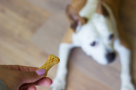 Close-up view of dog eating biscuit. Pet owner feeding his dog in the living room. Dog receiving a...