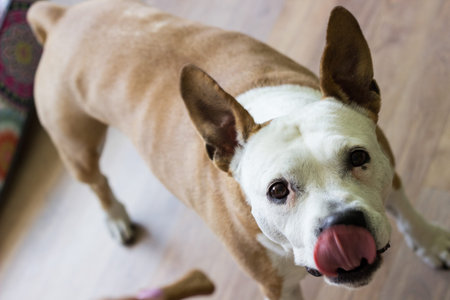 Close-up view of dog eating biscuit. Pet owner feeding his dog in the living room. Dog receiving a...