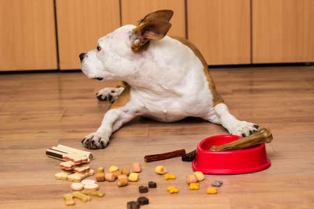 A sweet dog eats a treats. At the home, lying downの写真素材
