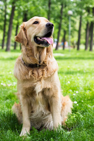 Golden Retriever lying on the grass. In the parkの写真素材