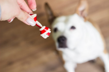 Pet owner feeding his dog in the living room. Dog receiving a treat