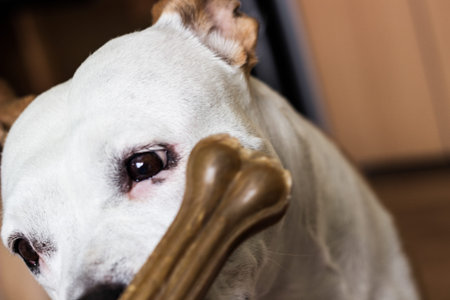 Pet owner feeding his dog in the living room. Dog receiving a treat