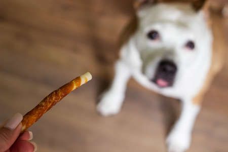 Pet owner feeding his dog in the living room. Dog receiving a treatの写真素材