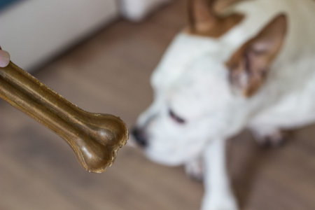 Pet owner feeding his dog in the living room. Dog receiving a treat