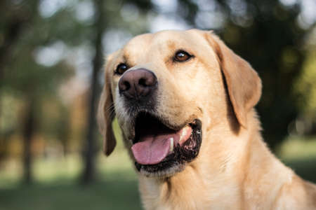 Smiling labrador dog in the city park playingの写真素材