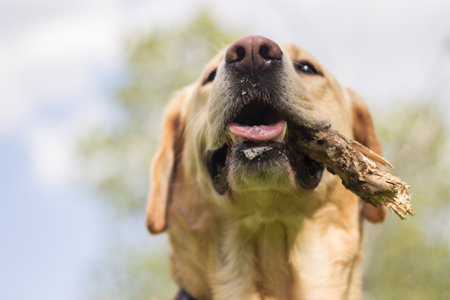 Smiling labrador dog in the city park playingの写真素材