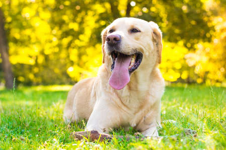 Smiling labrador dog in the city park portrait. Smiling and looking up, looking awayの写真素材