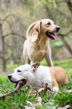 Labrador retriever and Staffordshire terrier dogs, portrait, sunny day