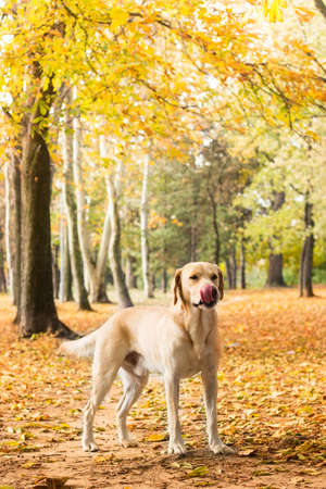 Labrador retriever dog in the park with his ballの写真素材